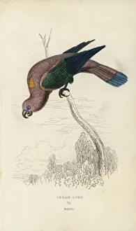 Chattering Lory Print, 1833