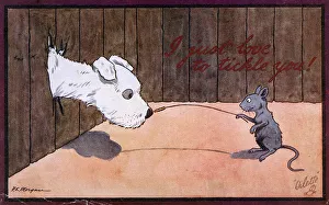 A cheeky mouse tickles a scruffy white dogs nose A cheeky mouse tickles a scruffy white dogs nose