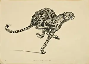 Raymond Sheppard Art Prints: A Cheetah in full flight