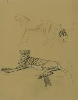 Raymond Sheppard Artwork Prints: Cheetah Lying Down
