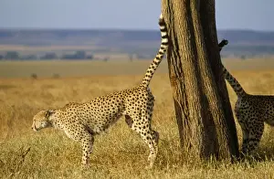 African Savannah Wildlife Images Prints: CHEETAHS - scent marking