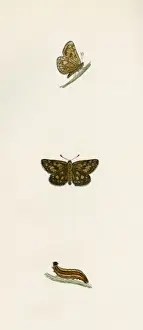 Chequered Skipper Print, 1845