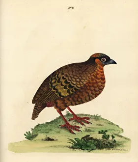 Chestnut-bellied partridge, Arborophila javanica Chestnut-bellied partridge, Arborophila javanica