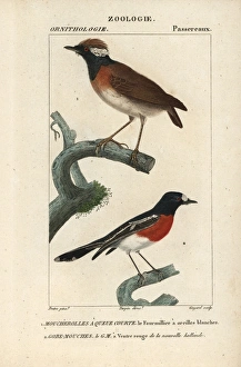 Chestnut-belted gnateater, Conopophaga aurita Chestnut-belted gnateater, Conopophaga aurita