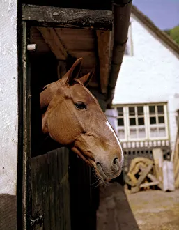Chestnut horse with white stripe looking over a stable door Chestnut horse with white stripe looking over a stable door