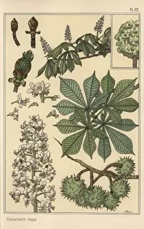 Eugene Grasset Prints: Chestnut tree botanical study