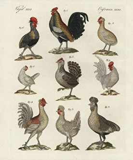 Chicken breeds, Gallus gallus domesticus Chicken breeds, Gallus gallus domesticus
