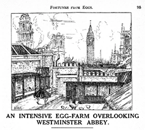 Chicken farm, central London Chicken farm, central London
