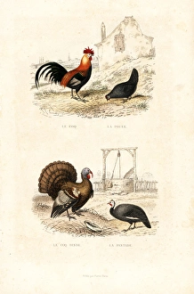 Chickens, wild turkey and guineafowl Chickens, wild turkey and guineafowl