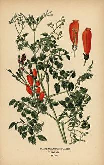 Chilean glory-flower, Eccremocarpus scaber Chilean glory-flower, Eccremocarpus scaber