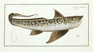 Chimaera monstrosa Chimaera monstrosa