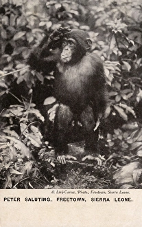 Chimpanzee, Freetown, Sierra Leone, West Africa Chimpanzee, Freetown, Sierra Leone, West Africa