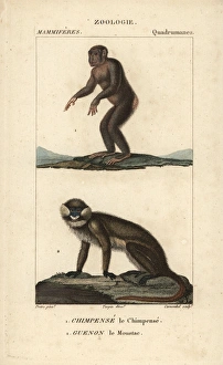 Chimpanzee, Pan troglodytes (endangered) Chimpanzee, Pan troglodytes (endangered)