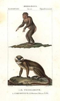 Chimpanzee, Simia troglodytes, and moustached Chimpanzee, Simia troglodytes, and moustached