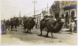 China - a caravan of Bactrian camels - Beijing China - a caravan of Bactrian camels - Beijing