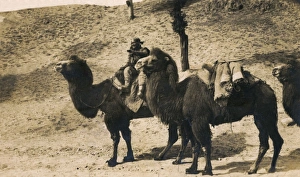 China - Gobi Desert - Bactrian Camel train China - Gobi Desert - Bactrian Camel train