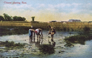 Chinese farmers planting rice in a paddy field Chinese farmers planting rice in a paddy field