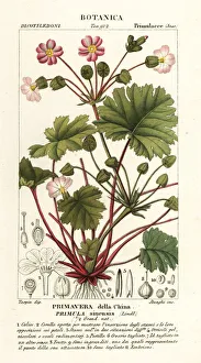 Chinese primrose, Primulidium sinense Chinese primrose, Primulidium sinense