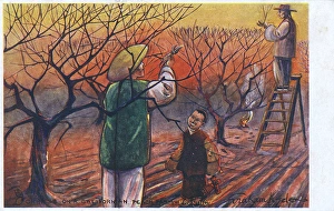 Chinese workers pruning trees, California, USA Chinese workers pruning trees, California, USA