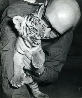 Chipperfields Circus - Tiger - Kumar Print
