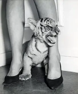 Chipperfield's Circus Tiger Print
