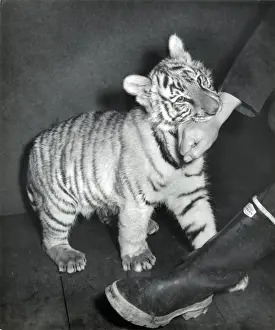 Chipperfields Circus Tiger Print - Kumar