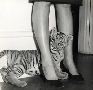 Chipperfields Circus Tiger Print - Kumar