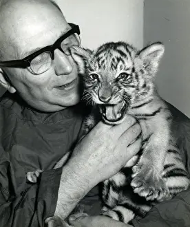 Chipperfield's Circus Tiger Print