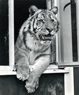 Chipperfield's Circus Tiger Print