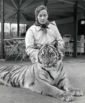 Chipperfields Circus Tiger Print by Kumar