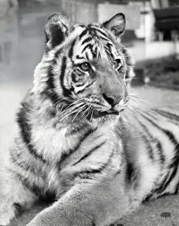 Framed Print : Chipperfields Circus Tiger Print Framed Print : Chipperfields Circus Tiger Print