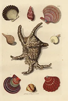 Chiragra spider conch, scallop, whelk, sea snail, etc Chiragra spider conch, scallop, whelk, sea snail, etc