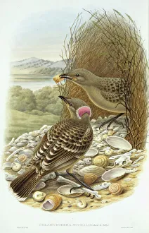 Chlamydera nuchalis, great bowerbird Chlamydera nuchalis, great bowerbird