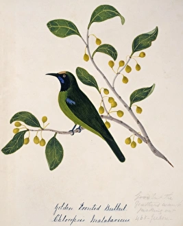 Chloropsis aurifrons, golden-fronted leafbird Chloropsis aurifrons, golden-fronted leafbird