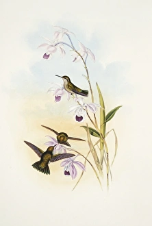 Chlorostilbon alice, green-tailed emerald Chlorostilbon alice, green-tailed emerald