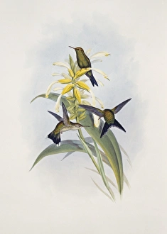 Chlorostilbon canivetii, Canivets emerald Chlorostilbon canivetii, Canivets emerald