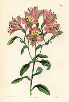 Chorillos alstroemeria, Alstroemeria chorillensis Chorillos alstroemeria, Alstroemeria chorillensis