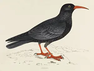 Chough Print (Pyrrhocorax graculus) - Western England and Wales Resident