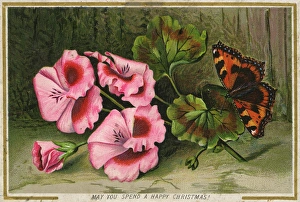 Christmas Greetings postcard with Tortoiseshell butterfly Christmas Greetings postcard with Tortoiseshell butterfly