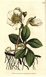 Christmas rose or black hellebore, Helleborus niger Christmas rose or black hellebore, Helleborus niger