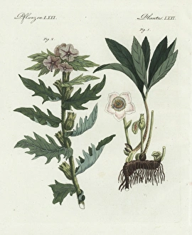 Christmas rose, Helleborus niger, and henbane Christmas rose, Helleborus niger, and henbane