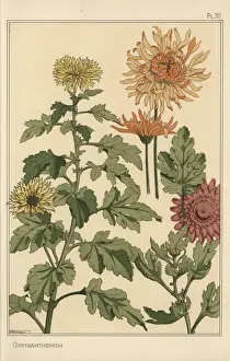 Prints of Chrysanthemum botanical study.. Lithograph with pochoir (stencil) handcoloring from Eugene Grassets Plants and their Application to Ornament, Paris, 1897 Eugene Grasset Prints: Chrysanthemum Botanical Study Print, 1897