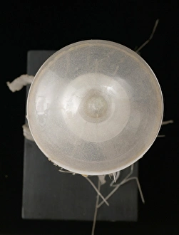 Chrysaora isosceles, jellyfish Chrysaora isosceles, jellyfish