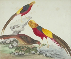 Chrysolophus pictus, golden pheasant Chrysolophus pictus, golden pheasant