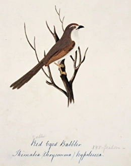 Chrysomma sinense, yellow-eyed babbler Chrysomma sinense, yellow-eyed babbler