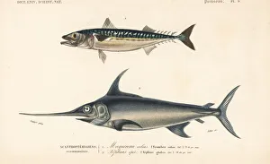 Chub mackerel, Scomber colias, and swordfish Chub mackerel, Scomber colias, and swordfish