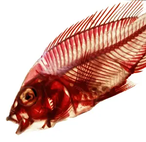 Cichlid