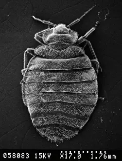 Bed Bug Prints: Scanning Electron Microscope Print of Cimex lectularius, Bed Bug