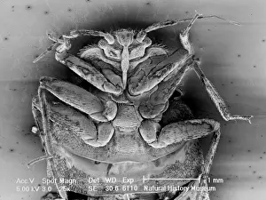 Bed Bug Scanning Electron Microscope Print