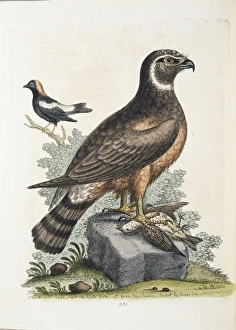 Circus cyaneus, marsh hawk or northern harrier Circus cyaneus, marsh hawk or northern harrier